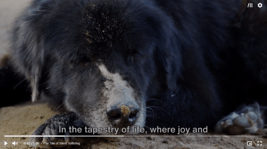 Choose Love: A Tale of Abandoned Pets #PetAbandonment #CompassionForPets #AnimalLovers