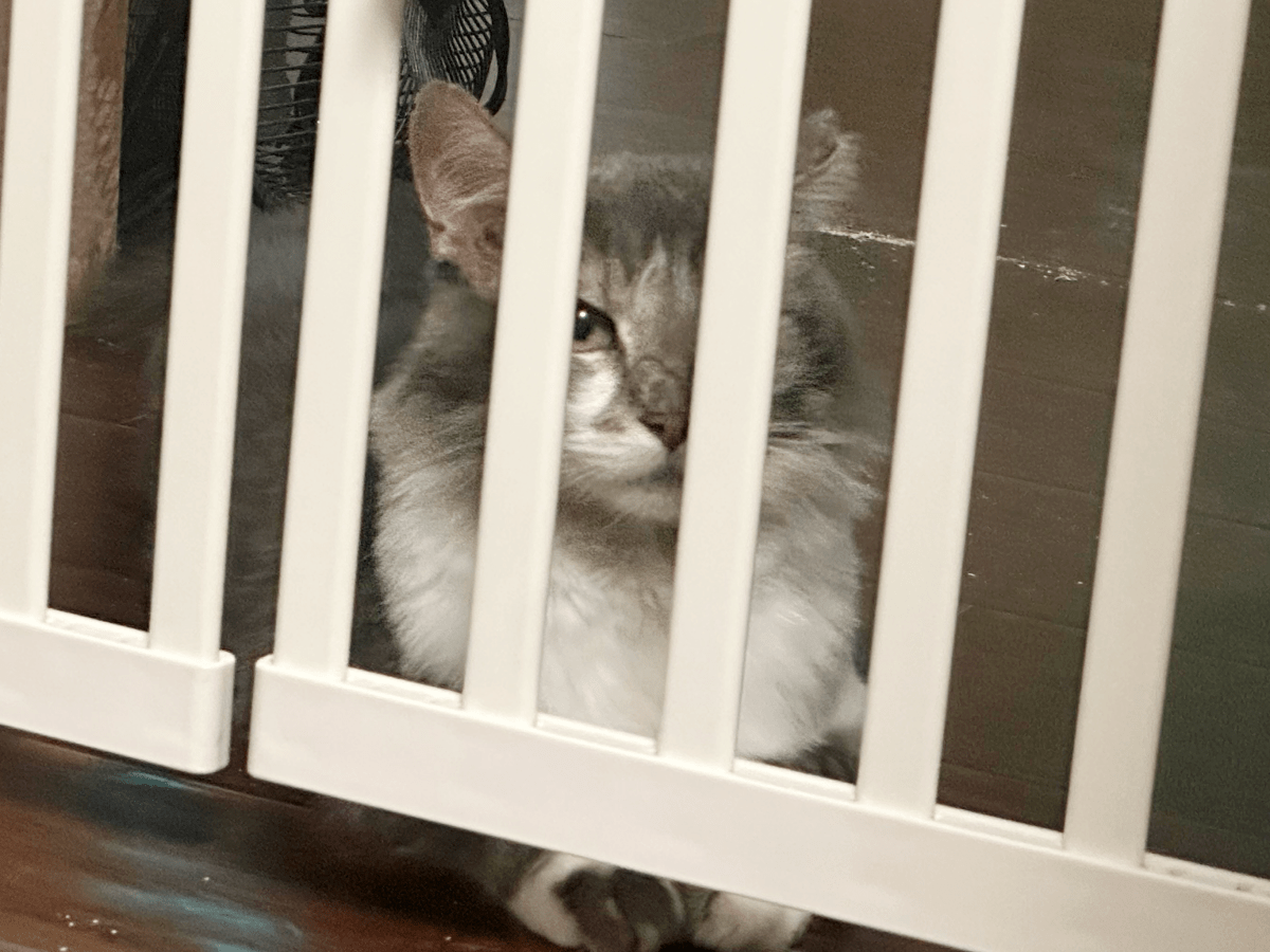 My cat watching me feed the possum last&nbsp;night…